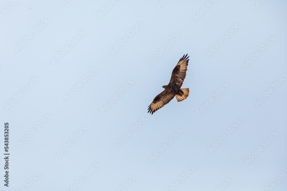 Common buzzard (Buteo buteo) at Desert National Park, Jaisalmer, Rajasthan, India Common buzzard (Buteo buteo) at Desert National Park, Jaisalmer, Rajasthan, India