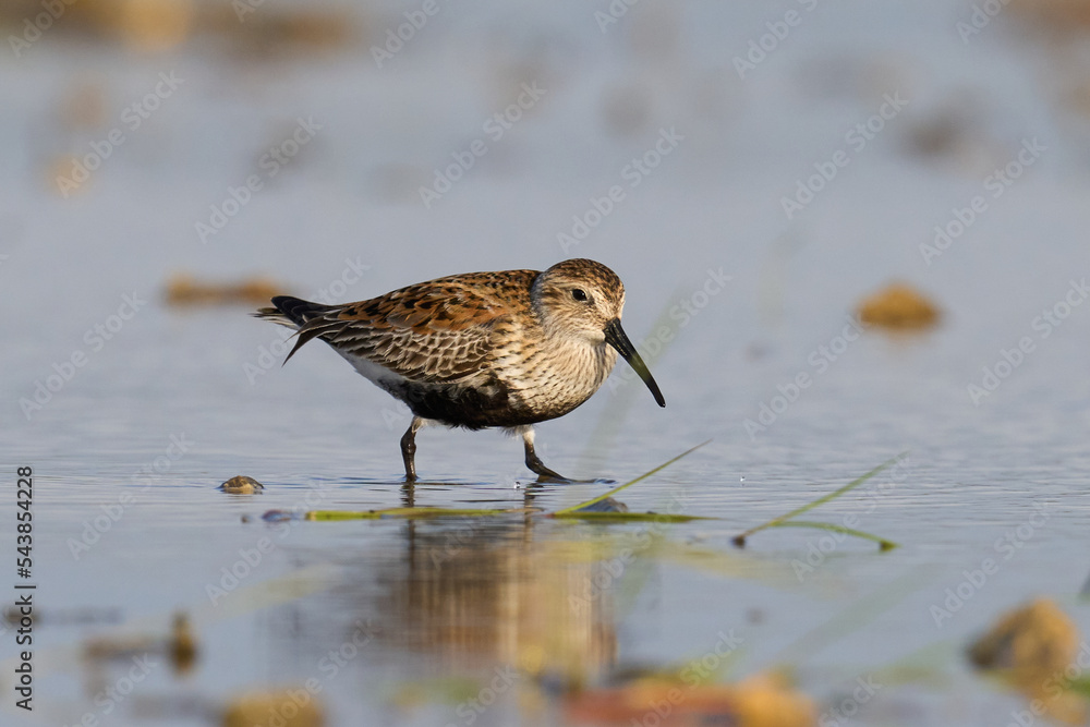 Dunlin (Calidris alpina) Dunlin (Calidris alpina)