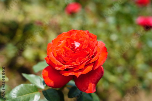 red rose in garden