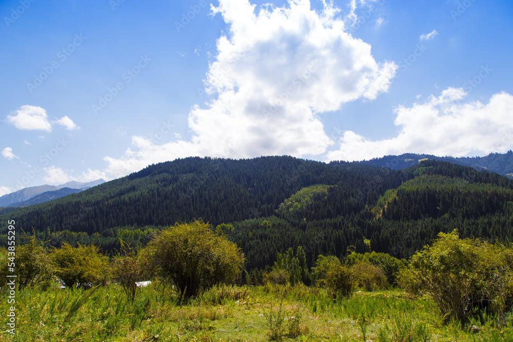 Mountain summer landscape. Tall trees, snowy mountains and white clouds on a blue sky. Kyrgyzstan Beautiful landscape