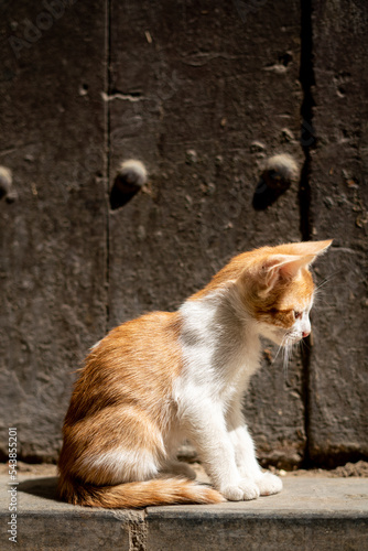 Homeless kitten standing under the sun in the street