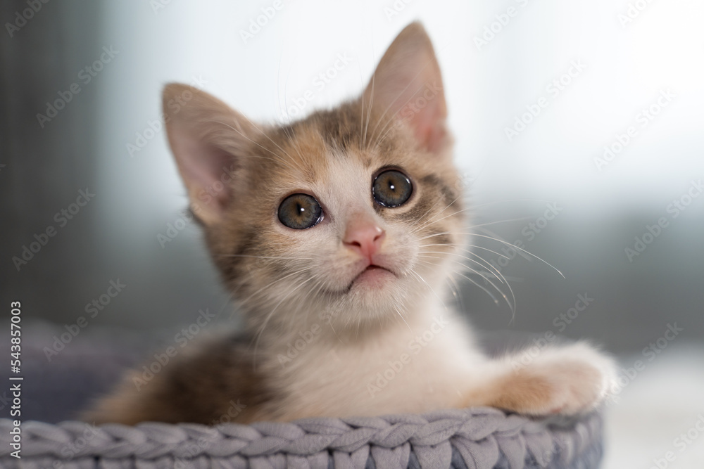 Cute American shorthair cat kitten.