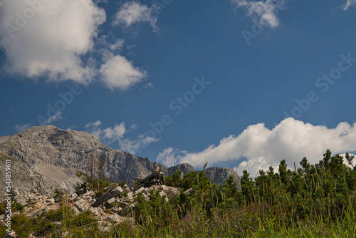 Eine schöne Bergwelt mit verschiedenen Pflanzen