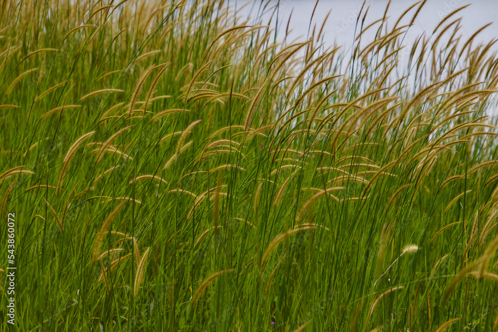 Green grass in the wild Green grass in the wild