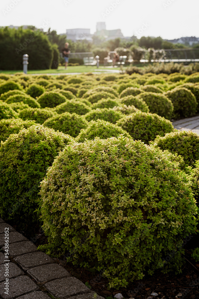 Fototapeta premium Boxwood bushes.