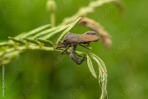 A pest animal named Arilus cristatus who is hanging on the tip of a green leaf photo