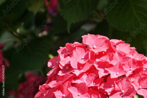 Closeup of beautiful bigleaf hydrangea, reddish hortensia. photo