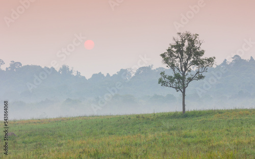 Colorful in the morning at Phu Khieo wildlife Sanctuary, Thailand.