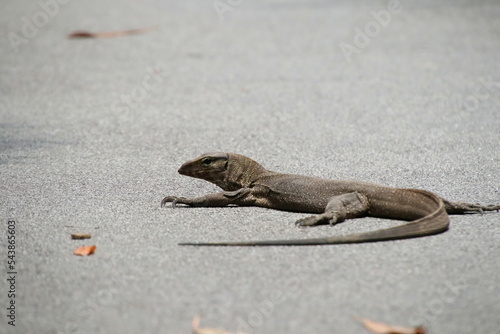 Foto Clouded monitor lazing on asphalt