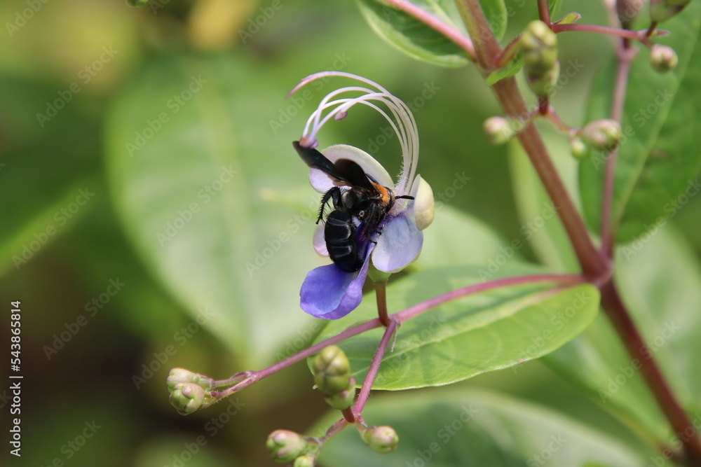 Black banded carpenter bee on a flower Black banded carpenter bee on a flower