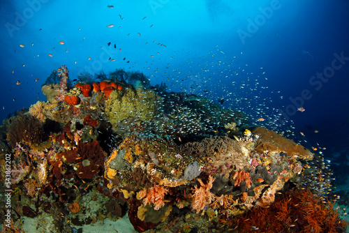 Colorful Coral Reef Teeming with Life. Fam  Raja Ampat  Indonesia