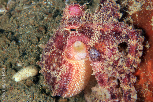 Poison Ocellate Octopus (Amphioctopus mototi, aka Mototi octopus, Occelated Blue-ringed Octopus). Anilao, Philippines photo