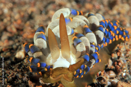 Close-up of a Trinchesia yamasui Nudibranch. Anilao, Philippines photo