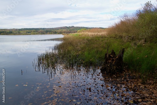 swamp landscape at a natural lake in autumn