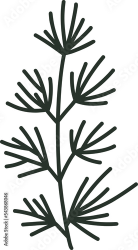 Pine tree branch clipart illustration