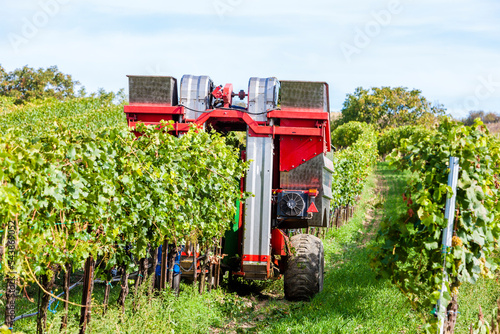 wine harvest in Lower Austria, Austria