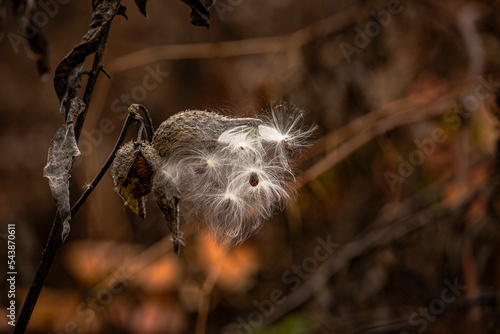 Milkweed pods spilling its seeds