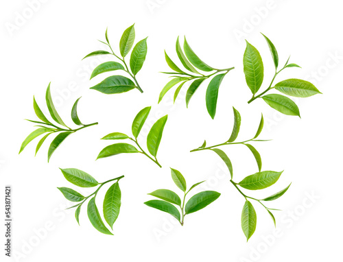 tea leaf on transparent png