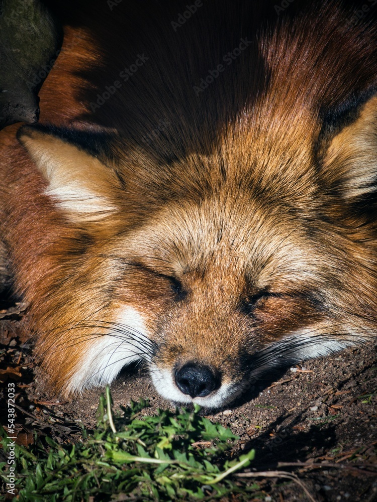 Fototapeta premium Portrait of a red fox (Vulpes vulpes).