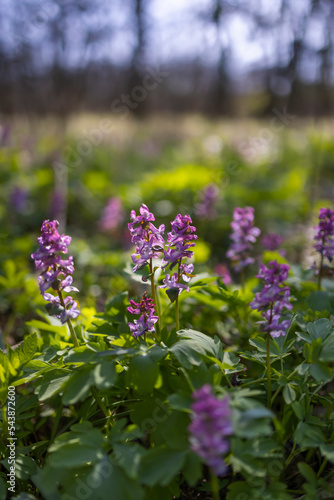 Foto Hollow smokestack (Corydalis cava), spring forest, Southern Moravia, Czech Repub