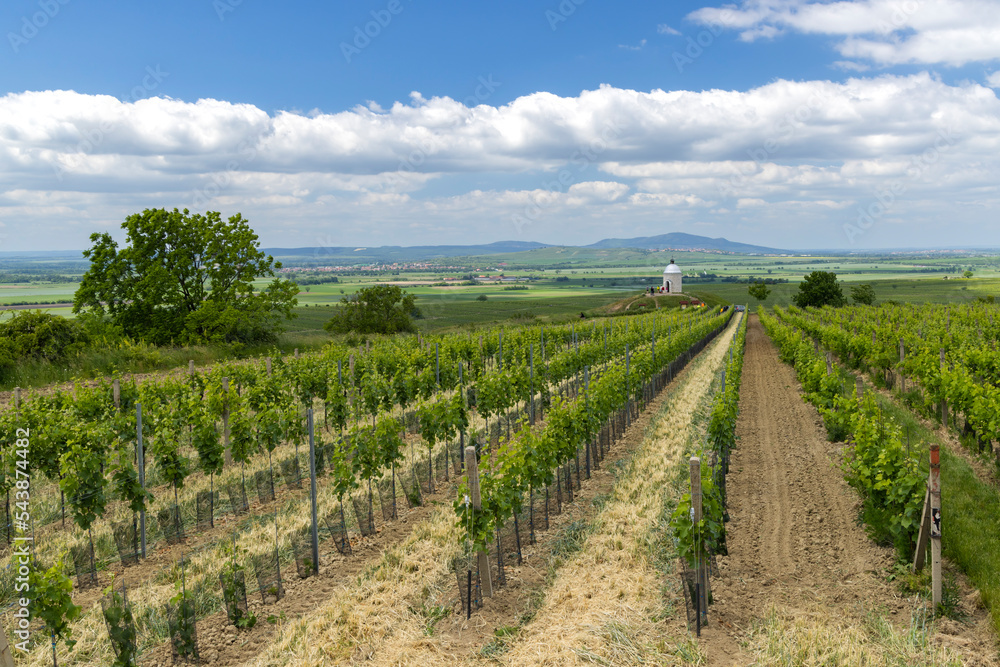 Vineyard near Velke Bilovice, Southern Moravia, Czech Republic