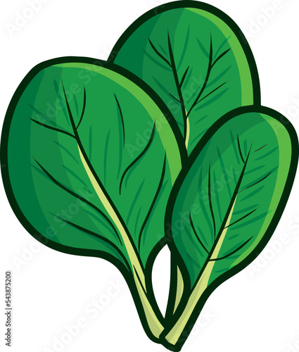 Yummy and Fresh spinach cartoon illustration