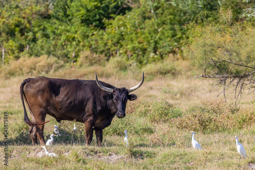 bull and herons on the meadow in Camargue, Bouches du Rhone, France
