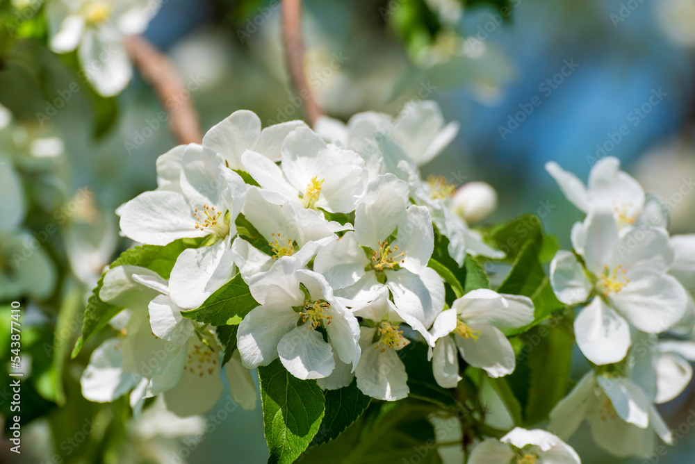 White Apple Blossoms On A Wild Apple Tree In Spring White Apple Blossoms On A Wild Apple Tree In Spring