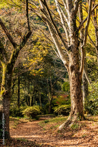 autumn in the forest