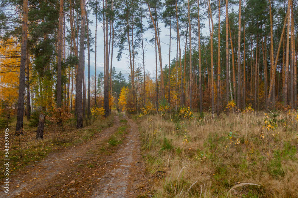 Fototapeta premium Mixed forest on an autumn day