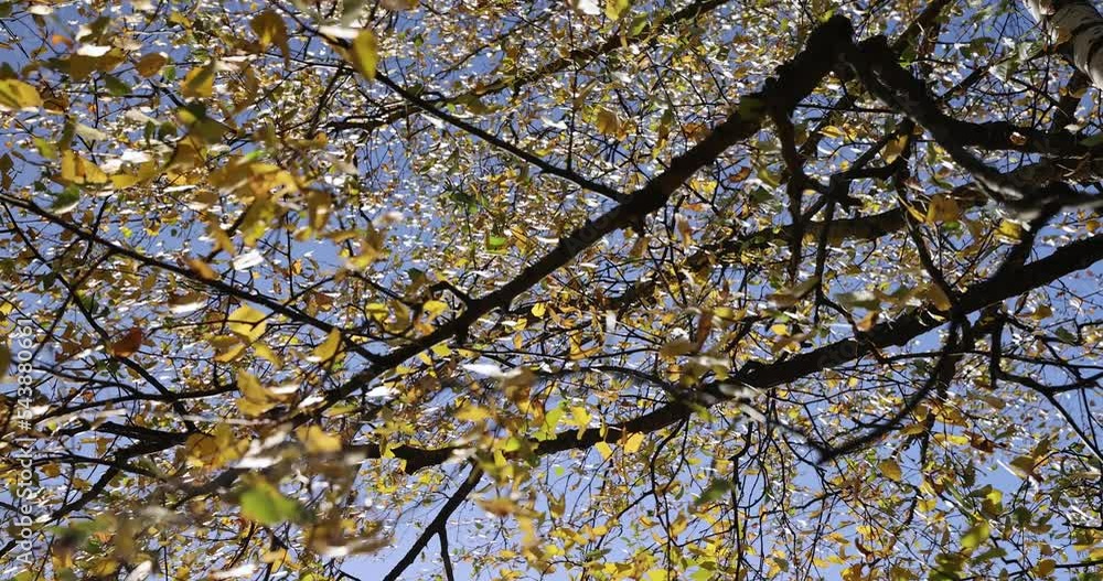 Tall birch trees in autumn, yellowed foliage on birch trees in the autumn season Tall birch trees in autumn, yellowed foliage on birch trees in the autumn season