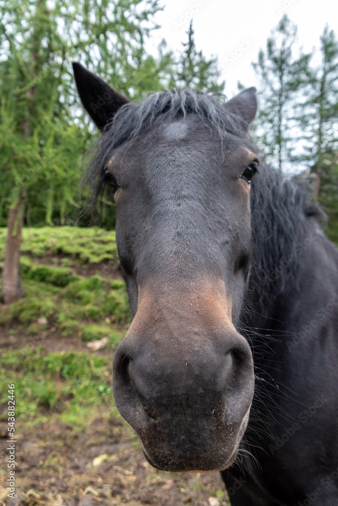 Portrait of a beautiful cold-blooded horse