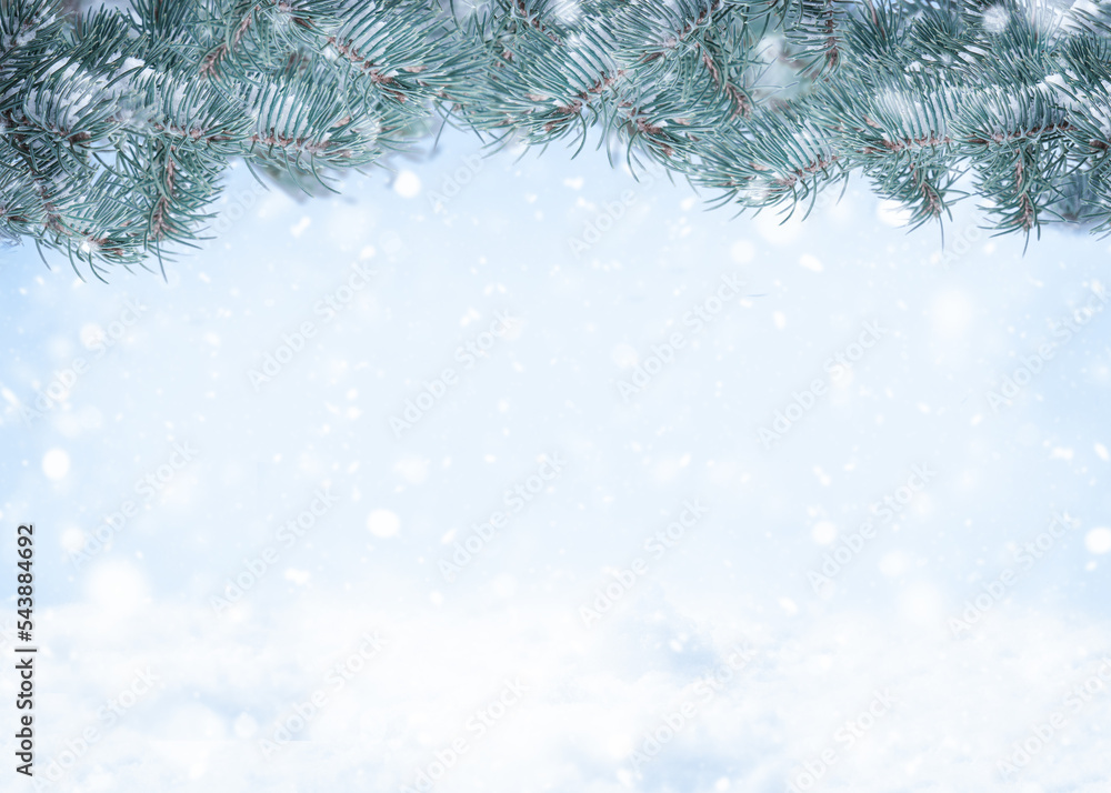 Winter natural background with spruce branches frame