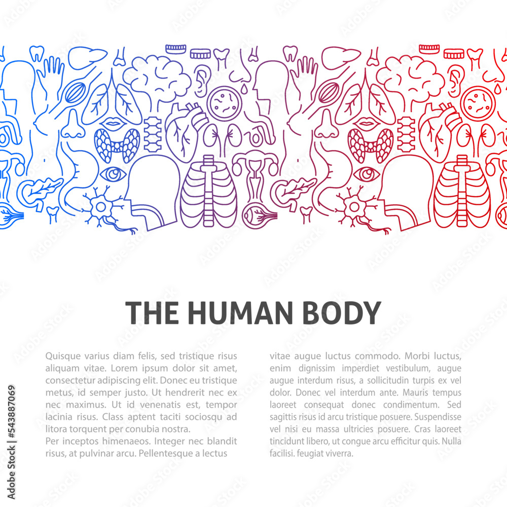 The Human Body Line Template. Vector Illustration of Outline Design.
