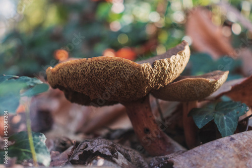 Close-up of two wild mushrooms (Rheubarbariboletus armeniacus) on a field. Copy space.