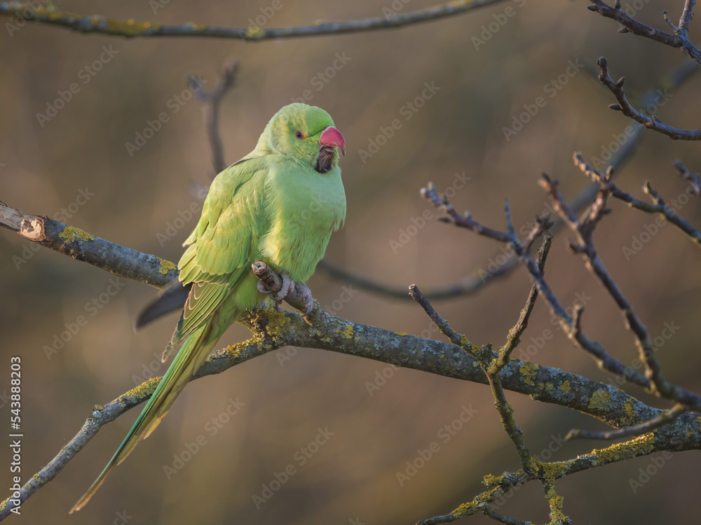 Halsbandsittich (Psittacula krameri) auf einem Ast Halsbandsittich (Psittacula krameri) auf einem Ast