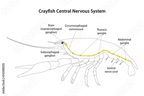 Crayfish Central Nervous System.