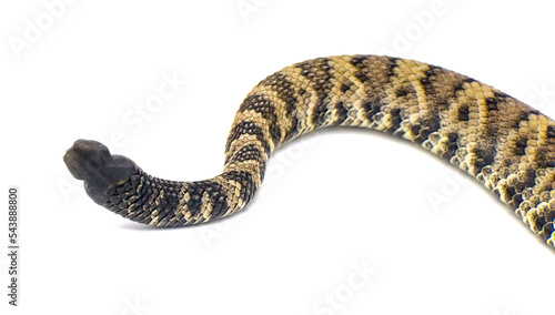 Wild Crotalus adamanteus, venomous eastern diamondback rattlesnake, snake rattle against isolated white background cutout. Young juvenile photo