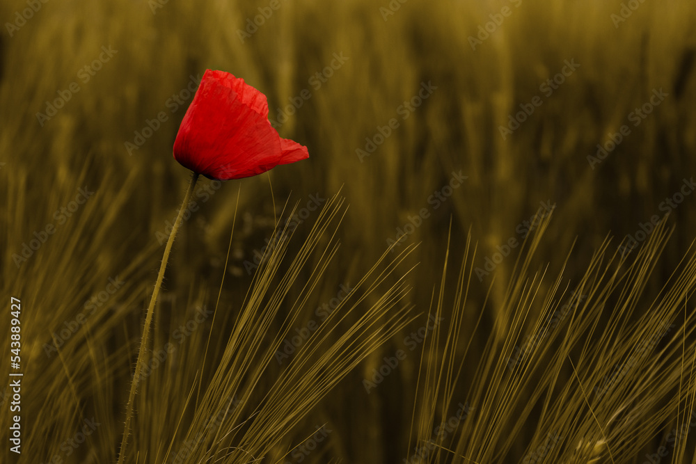 Fototapeta premium Mohnblüte