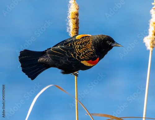 Red-winged blackbird