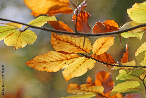 Leaves on a beech tree in Autumn