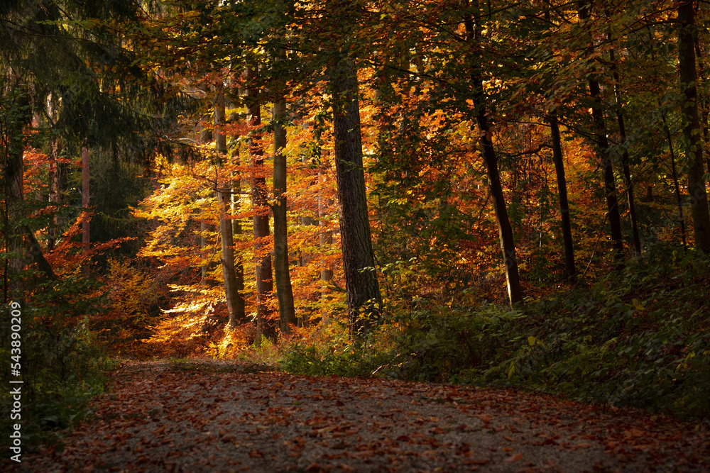 Obraz premium Herbstwald