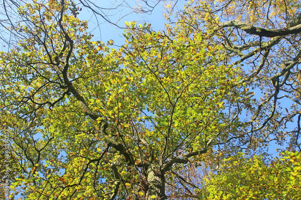 Beech trees in Autumn	