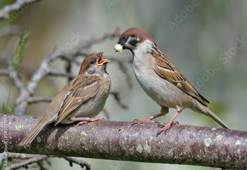Eurasian tree sparrow (passer montanus) feeding his chick mouth to mouth with soft food © NickVorobey.com