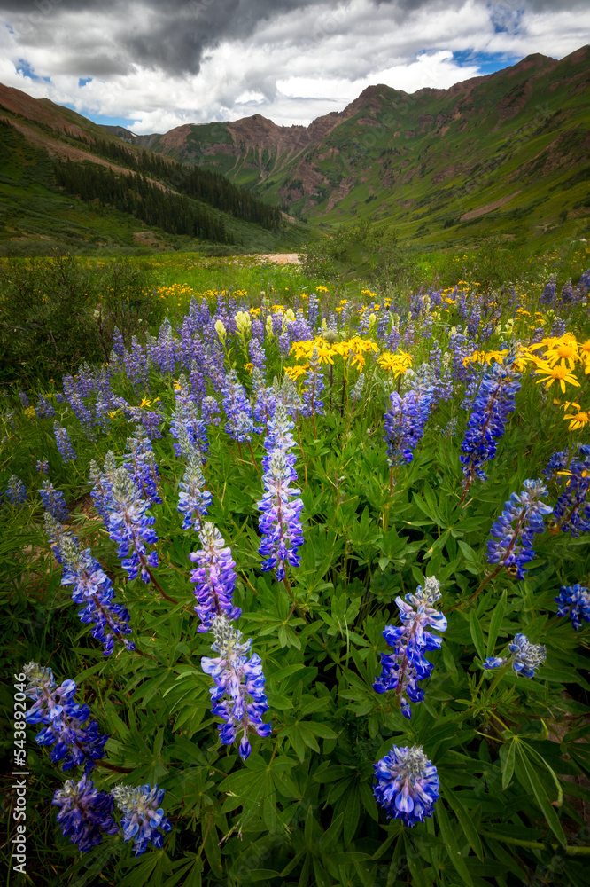 Fototapeta premium Lupine Valley at Sunset