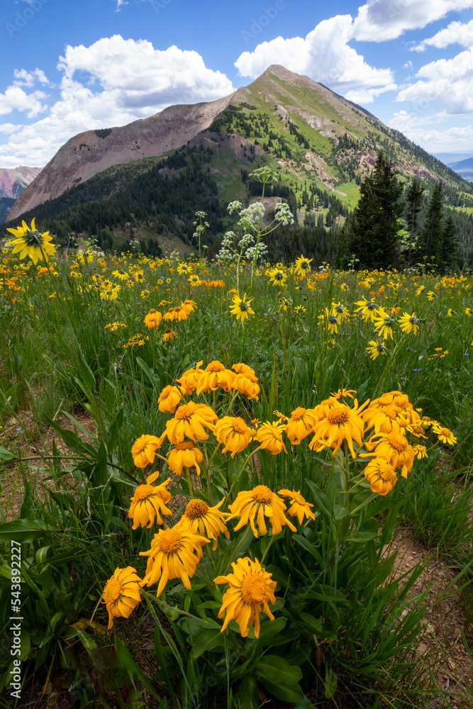 Mountain Flowers