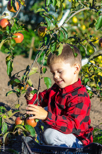 a little boy plucks the harvest of apples.