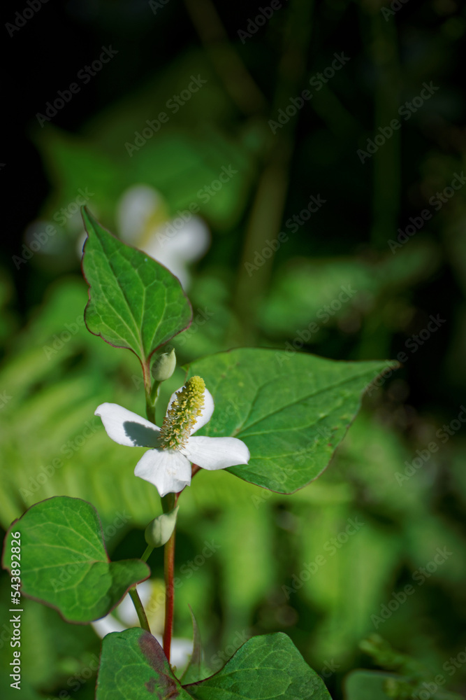 Houttuynia cordata flowers in garden Houttuynia cordata flowers in garden