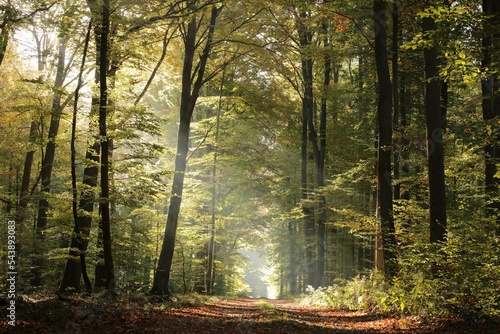 Forest trail among beech trees on a sunny autumn morning, October