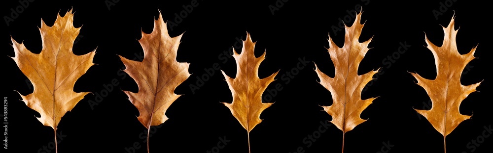Naklejka premium Set of autumn yellow dried oak leaf isolated on black